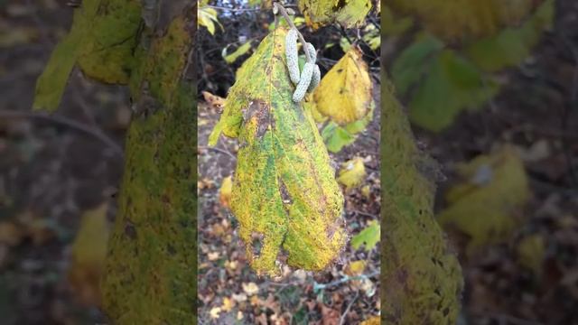 Common Hazel (Corylus avellana) - leaves close up - November 2017