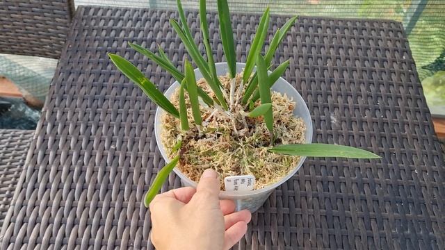 ОРХИДЕЯ БРАССАВОЛА (BRASSAVOLA) - обзор видовых растений в коллекции смотреть онлайн