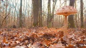 День Грибного Дождя. Грибы. Сезон грибов