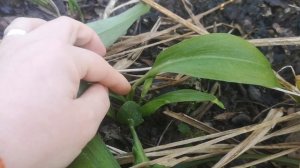 Identifying Allium ursinum - wild garlic/ramsoms