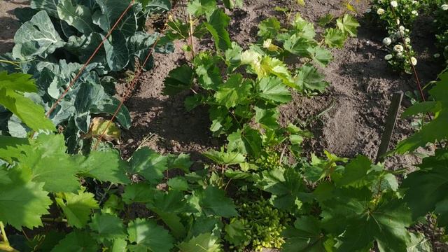 Виноград 2й год. Режем на обратный рост или урожай ??? смотреть онлайн