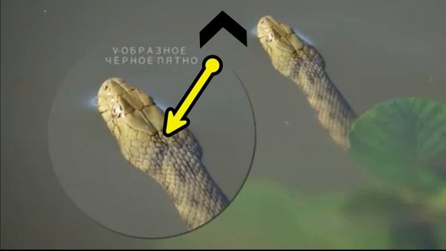 Ейск - Азовское море - ужи или гадюки на берегу? Лишним знать не будет. смотреть онлайн