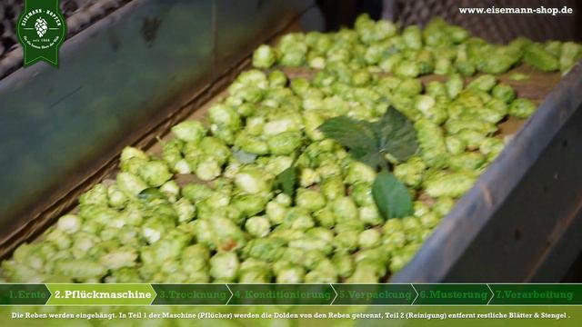 Eisemann Hopfen - Hopfenernte in der Hallertau (Teil 1) смотреть онлайн