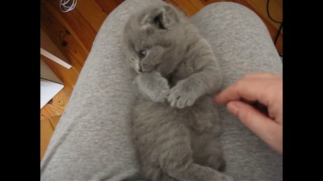 Британские Вислоухие котики