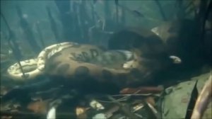 Самая большая анаконда против крокодила, змея никогда ! Гигантская змея гигантская анаконда против