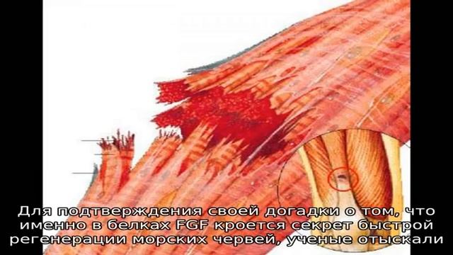 Как морские черви помогут регенеративной медицине смотреть онлайн