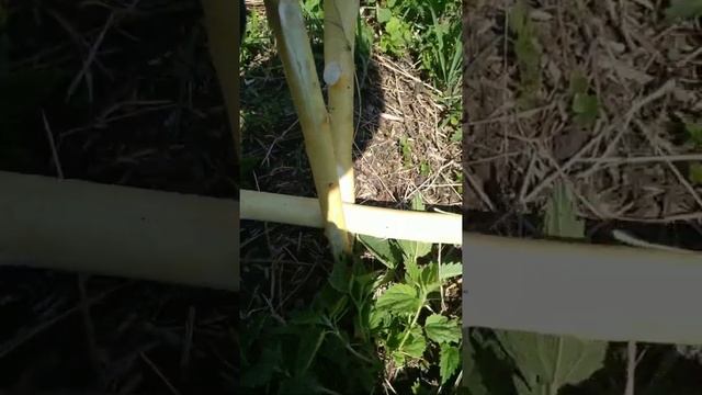 ПРОШУ СОВЕТА
Коса (литовка) как изготовить черенок, прикрепить косу и ручку. #безхайпа смотреть онлайн