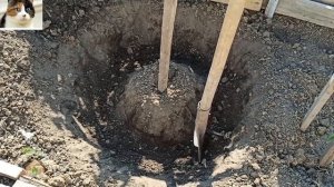 Как правильно сажать Гладиолусы весной чтобы они не падали