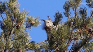 7 минут из жизни белки