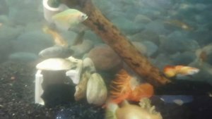 Флоридский (калифорнийский) рак