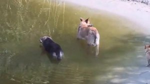 Ленинград - Рыба моей мечты