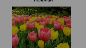 Я досліджую світ 2 клас Рослини навесні. Першоцвіти.