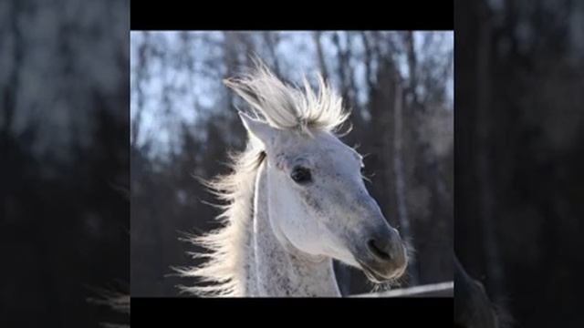 Красивые фото лошадей(автор Ивченко Светлана) смотреть онлайн