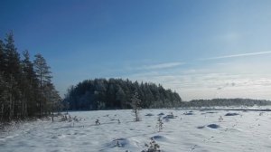 Сестрорецкое болото