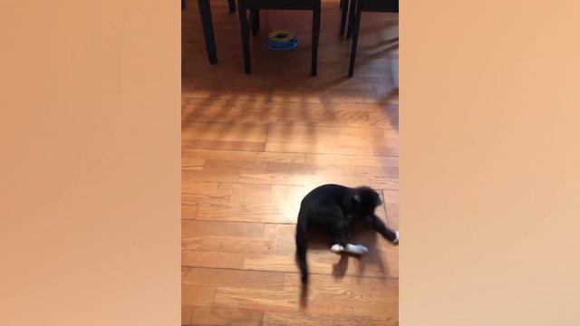 Смешные Животные До Слез / Приколы С Котами И Собаками / MH #7 смотреть онлайн