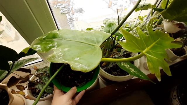 ???Мои растения весной✨ Полный обзор моих цветочков. смотреть онлайн