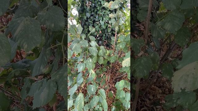 Large-leaved lime (Laciniata') - base of trunk & suckers - August 2022