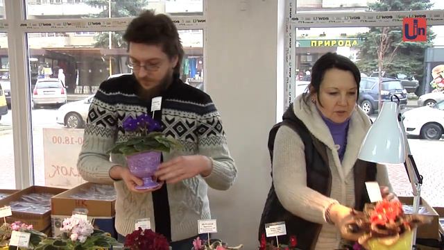 Близько 500 сортів фіалок представили на виставці в Ужгороді смотреть онлайн