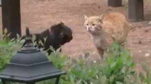 Кошки дерутся под музыку мортол комбот