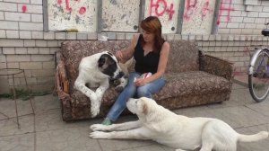 Чистим ушки подробно))) Питомник "Шилеле"