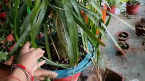 How to Grow and Care Nolina Palm/ Ponytail Palm/ Elephant Foot Palm || Ponytail Palm Care Indoor |