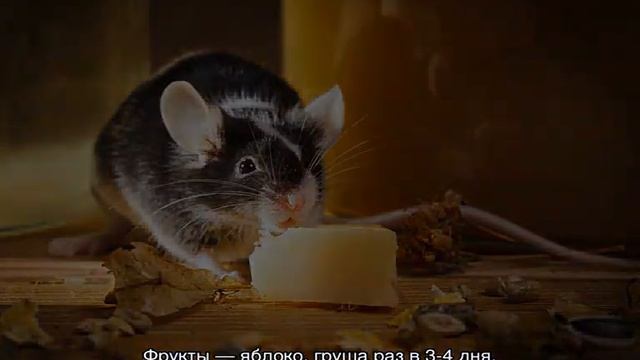 Что едят мыши в природе и дома — список продуктов смотреть онлайн