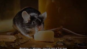 Что едят мыши в природе и дома — список продуктов