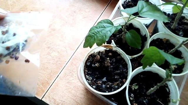 Гибискус древовидный от весны до весны смотреть онлайн