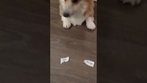 Корги Янчик.Отвечайте🍫 на вопросы🍩 и узнайте насколько 🐾 хорошо 🩷вы меня🍕 знаете🍉