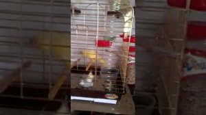 какарик и корелла в тесноте, но не в обиде (kakarik and Corella)