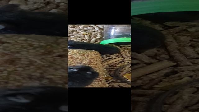 Наши хомячки