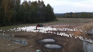 Гусиная ферма 5 http://www.gusi-gusi.ru/
