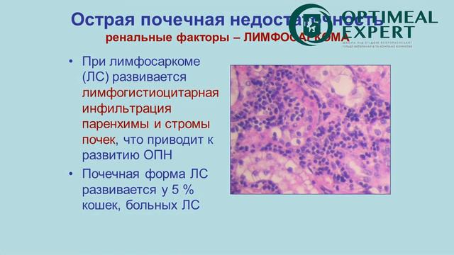 Промо відео: Нефрологія для заводчиків котів. Класифікація захворювань. Лектор Дмитро Морозенко