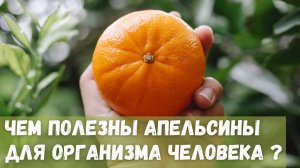 Чем полезны апельсины для организма человека?