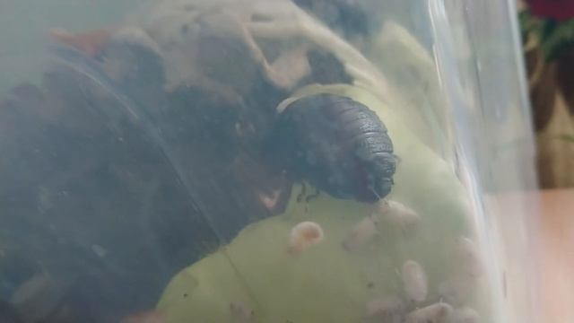 Рождение мадагаскарских шипящих тараканов. Часть 2/5 смотреть онлайн