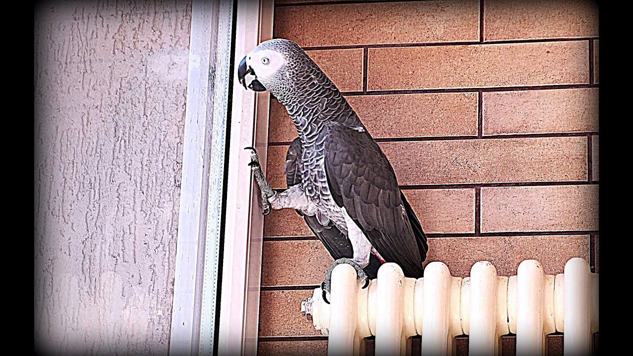 РЖАЧНЫЙ ПОПУГАЙ ЖАКО ПЕТРУНЯFunny parrot