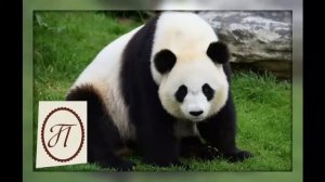 Алфавит - животные, учим буквы.