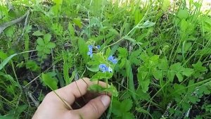 Сбор Вероники Дубравной в мае