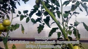Помидоры — Exhibition — Английский Выставочный