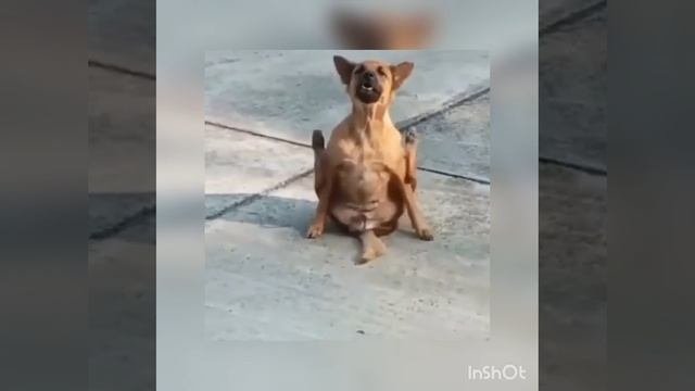 забавные животные