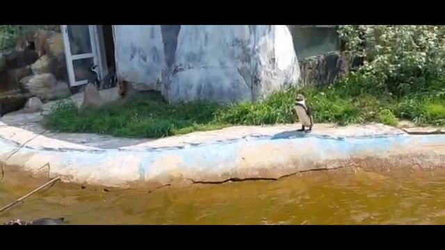 ПОЛНОЕ ВИДЕО ПОЕЗДКИ В ЗООПАРК "ПЛАНЕТА ОБЕЗЬЯН" смотреть онлайн