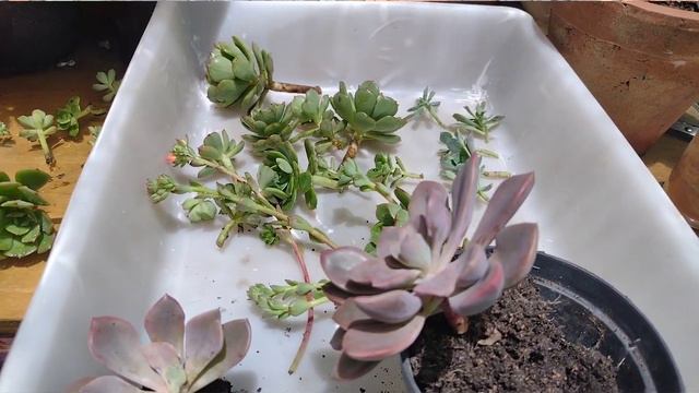 Quase perdi minha suculenta echeveria tramuntana😱 смотреть онлайн