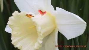 Нарцисс трубчатая Маунт-Худ (narcissus nartsiss) ? обзор: как сажать, луковицы нарциссы Маунт-Худ