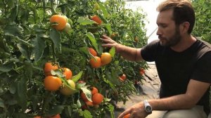 Очень вкусный и урожайный томат Ti-169 F1