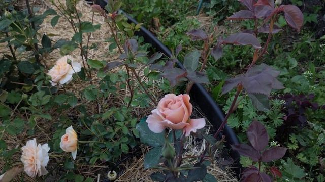 Зацвели мои красавицы. Первые 50??? смотреть онлайн