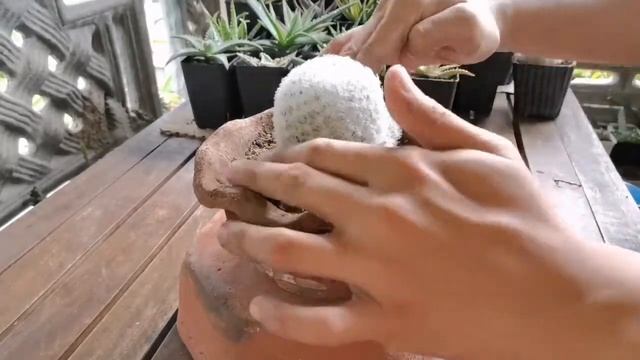 Mammillaria Plumosa | Potting Session смотреть онлайн