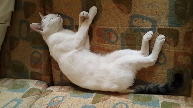 MIMI from VAN. VANA CAT ванская кошка վանա կատու