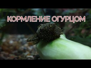 КОРМЛЕНИЕ СОМА АНЦИСТРУСА ОГУРЦОМ