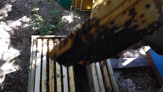 Розширение семьи на второй корпус.Уход от магазинных надставок. смотреть онлайн