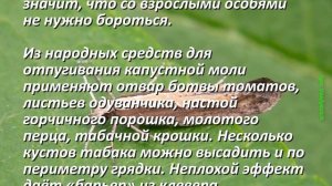 Опасные Вредители капусты. Химические и Народные способы борьбы с вредителями. Защита Растений!